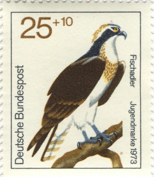 Pandion haliaetus