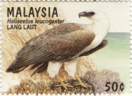 Haliaeetus leucogaster