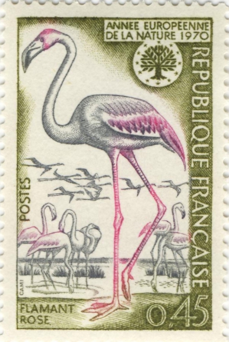 Phoenicopterus ruber Phoenicopterus ruber