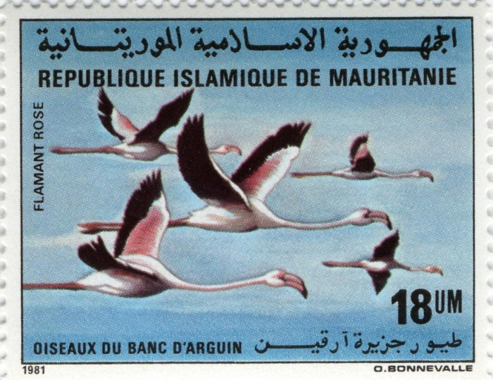 Phoenicopterus roseus Phoenicopterus roseus