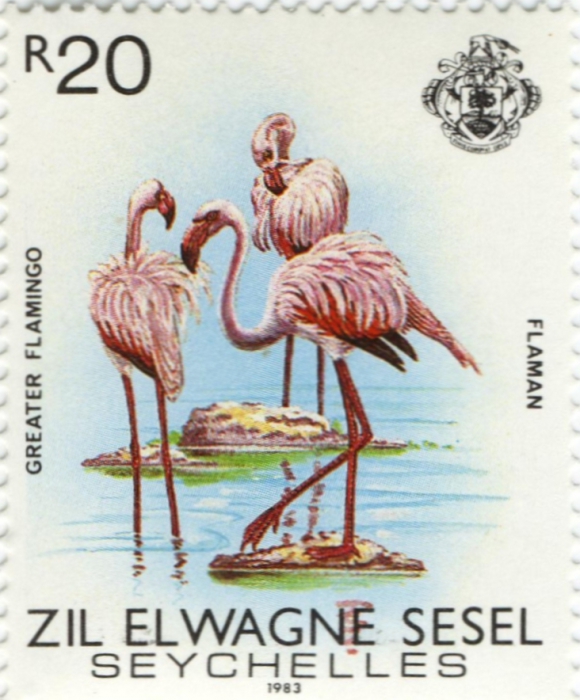 Phoenicopterus ruber Phoenicopterus ruber