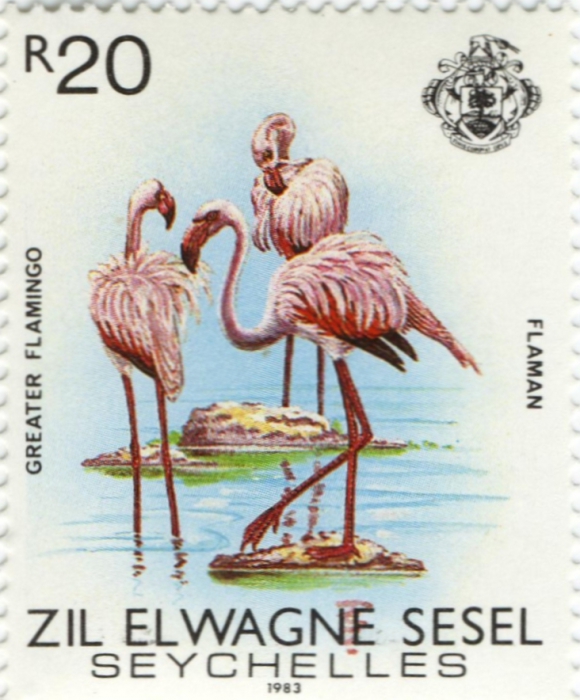 Phoenicopterus ruber