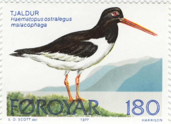 Haematopus ostralegus malacophaga