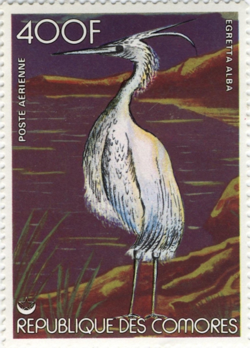 Egretta alba Egretta alba