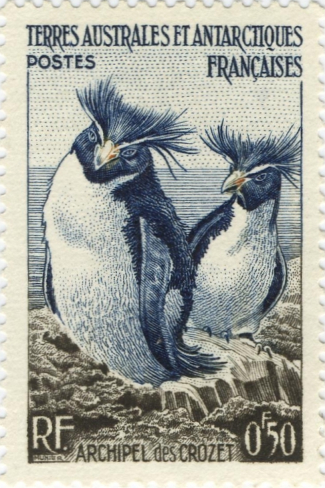 Eudyptes chrysolophus Eudyptes chrysolophus