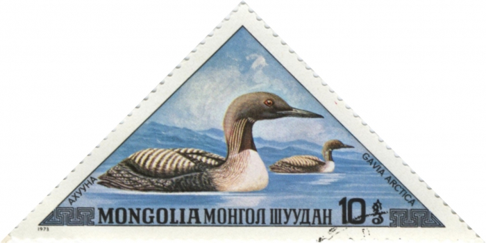 Gavia arctica Gavia arctica