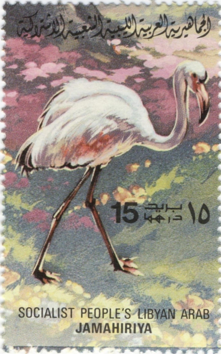 Phoenicopterus ruber Phoenicopterus ruber
