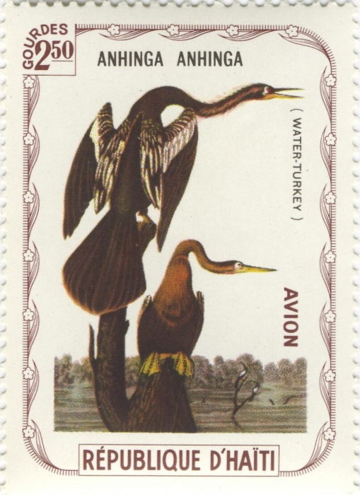Anhinga anhinga Anhinga anhinga