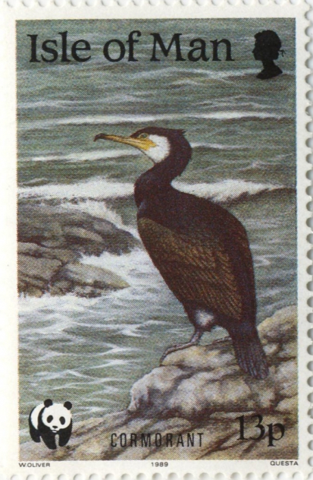 Phalacrocorax carbo Phalacrocorax carbo