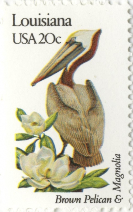 Pelecanus occidentalis