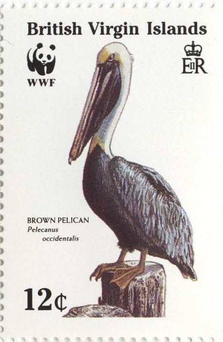 Pelecanus occidentalis