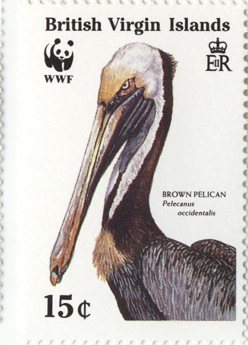 Pelecanus occidentalis Pelecanus occidentalis