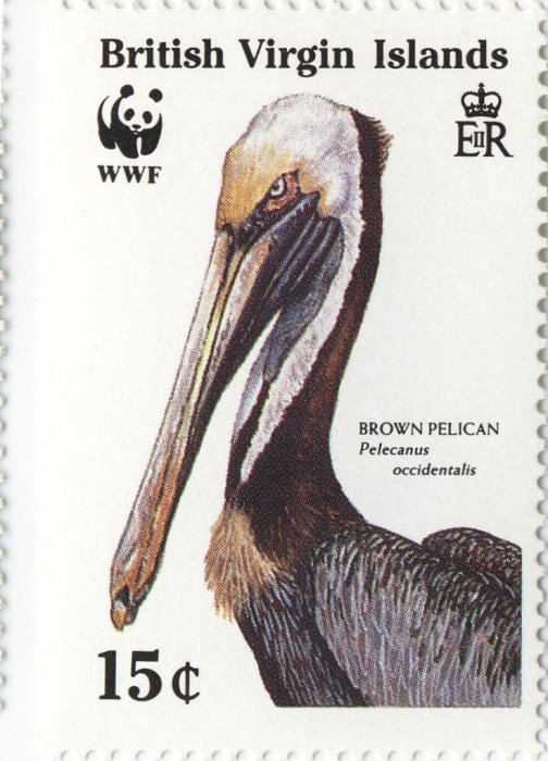 Pelecanus occidentalis