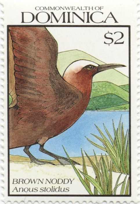 Anous stolidus Anous stolidus