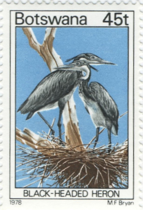 Ardea melanocephala Ardea melanocephala