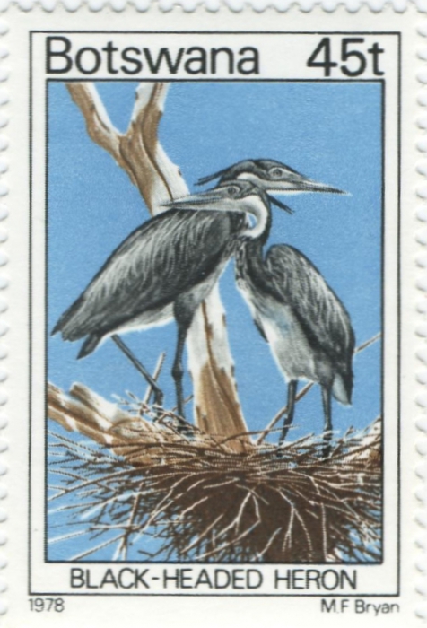 Ardea melanocephala