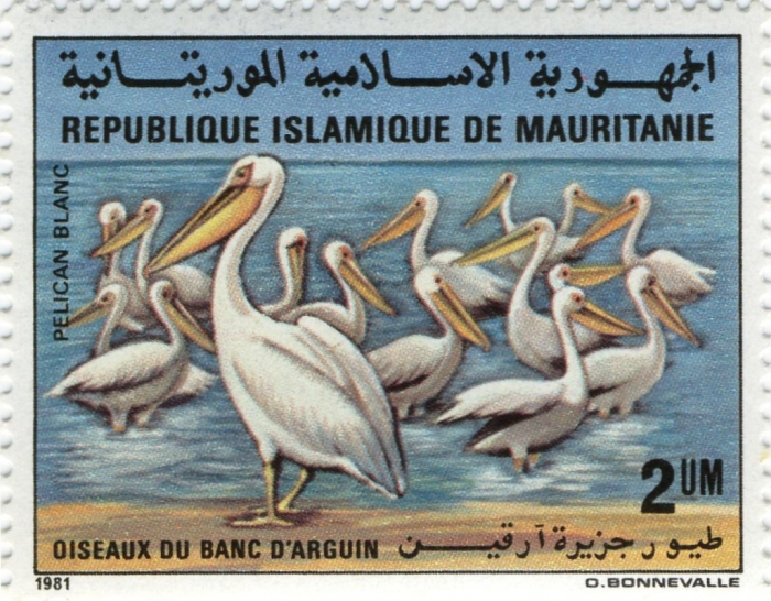 Pelecanus onocrotalus Pelecanus onocrotalus