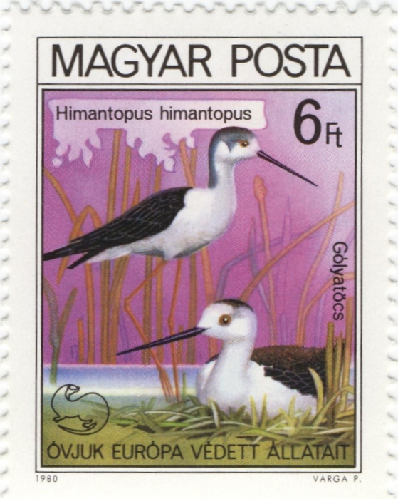 Himantopus himantopus Himantopus himantopus