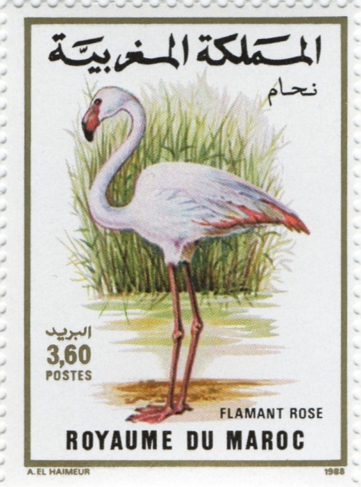 Phoenicopterus ruber