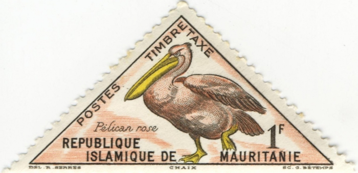 Pelecanus onocrotalus Pelecanus onocrotalus