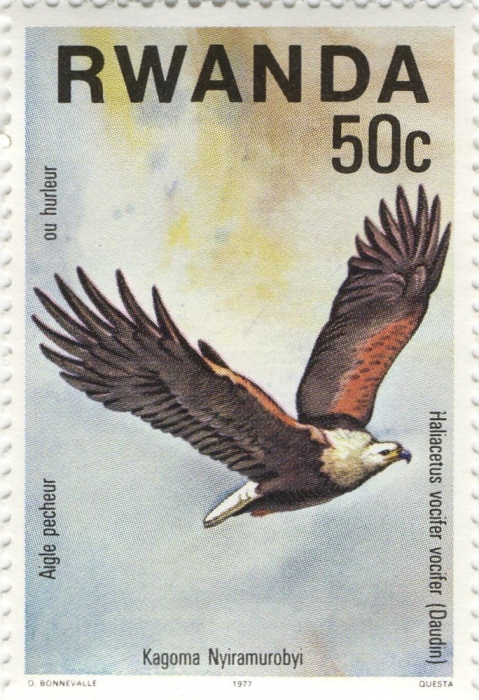 Haliaeetus vocifer Haliaeetus vocifer