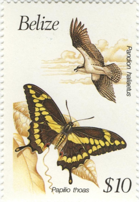 Pandion haliaetus Pandion haliaetus