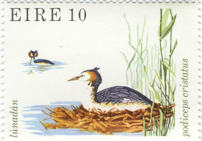 Podiceps cristatus Podiceps cristatus