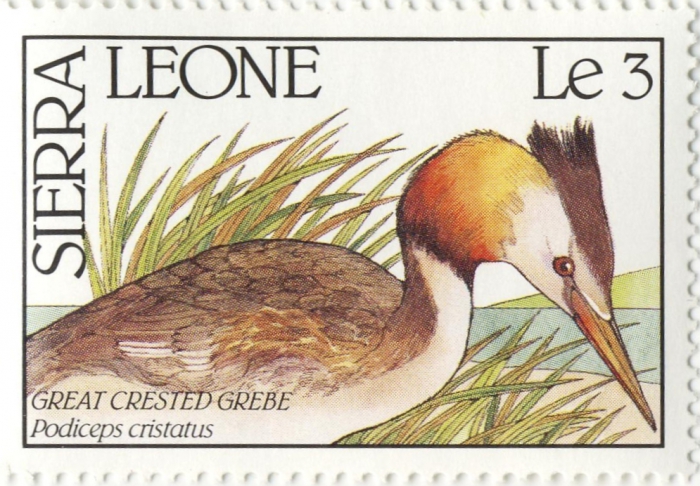 Podiceps cristatus Podiceps cristatus