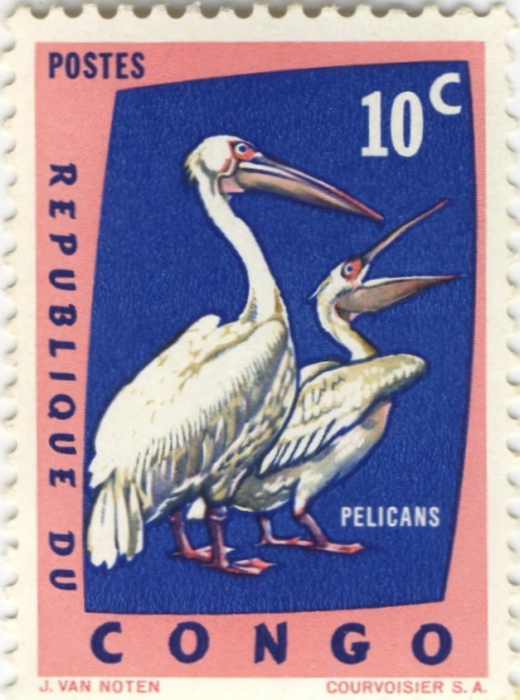 Pelecanus onocrotalus