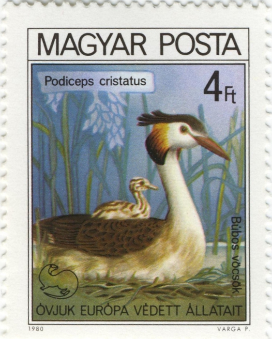 Podiceps cristatus Podiceps cristatus