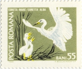 Egretta alba