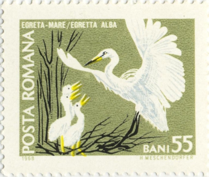 Egretta alba Egretta alba