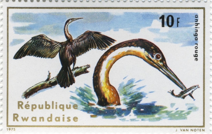 Anhinga rufa Anhinga rufa