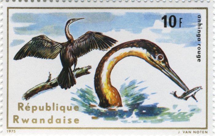 Anhinga rufa