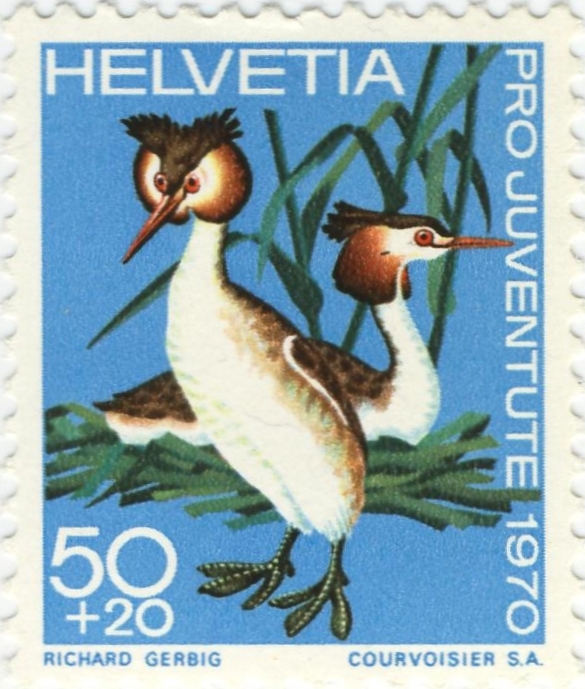 Podiceps cristatus Podiceps cristatus