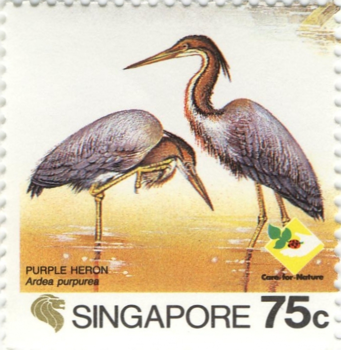 Ardea purpurea Ardea purpurea