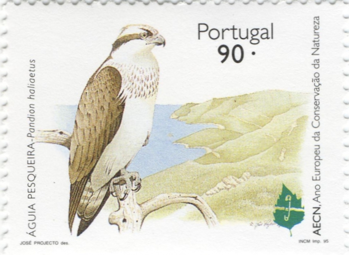 Pandion haliaetus Pandion haliaetus