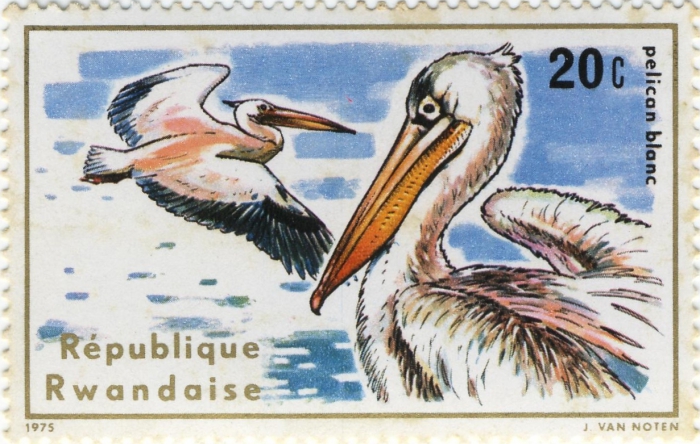 Pelecanus onocrotalus