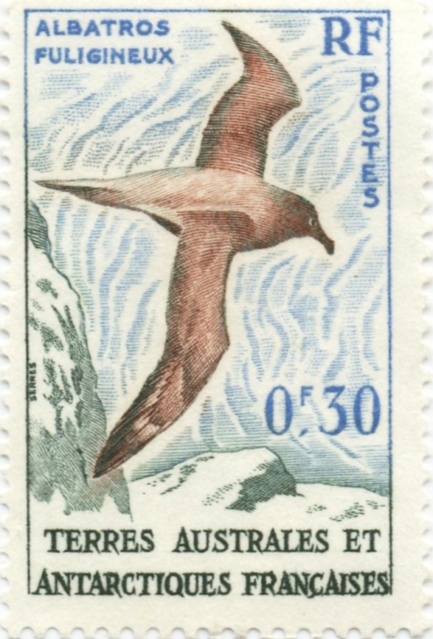 Phoebetria palpebrata Phoebetria palpebrata