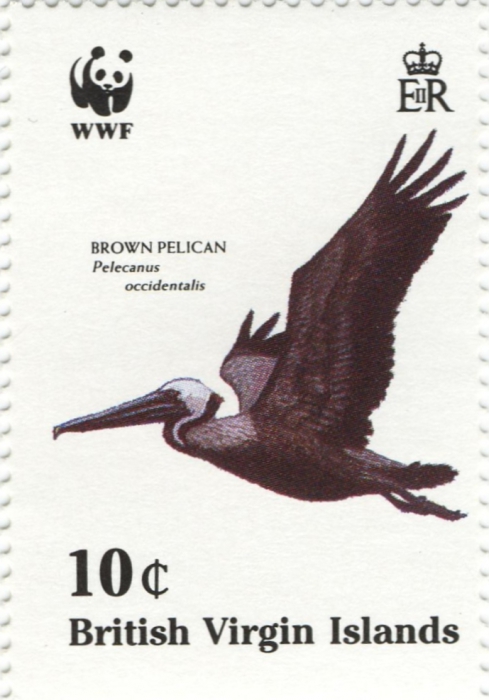 Pelecanus occidentalis Pelecanus occidentalis
