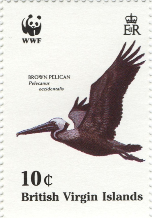 Pelecanus occidentalis