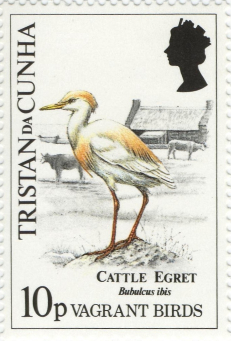 Bubulcus ibis Bubulcus ibis