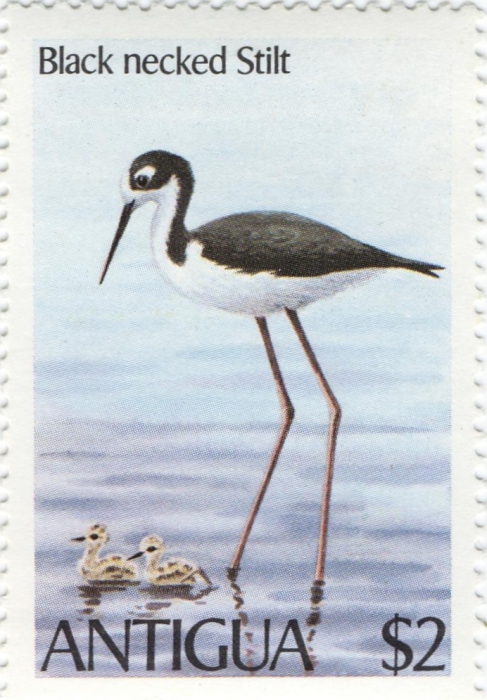 Himantopus mexicanus Himantopus mexicanus