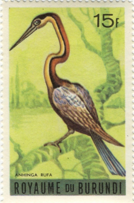 Anhinga rufa Anhinga rufa