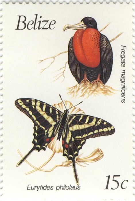Fregata magnificens Fregata magnificens