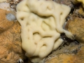 Porifera (sponges)