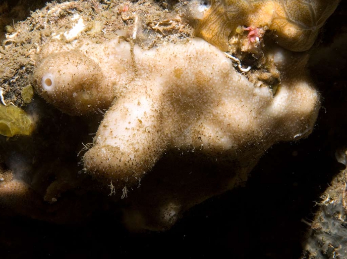 Pachastrella pathologica in situ
