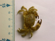 Ruig krabbetje   Pilumnus hirtellus