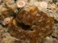 Porifera (sponges)