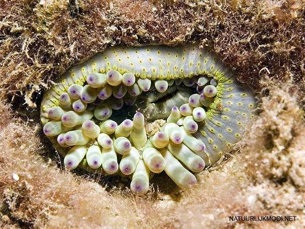 Cribrinopsis crassa Cribrinopsis crassa